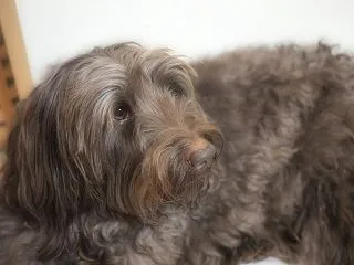 犬のシニア期は何歳から？ 愛犬と歳を重ね…