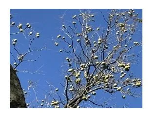 見上げた秋空、コレ何だ？