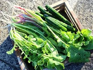 大根と蕪の間引き菜