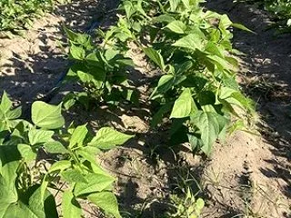 秋とりインゲンが順調に育っています