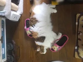暴れて邪魔してジャジャジャジャーン