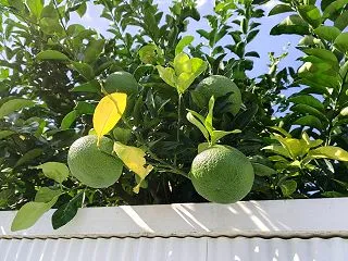 甘夏ミカンでしょうか？