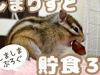 しまりすと貯食３