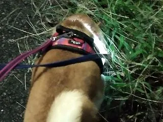 10月早朝散歩