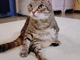 猫はしなやかさが魅力