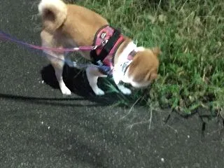 まだある草、だよ
