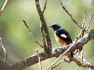 冬鳥一号のジョウビタキとコサメビタキ、キ…