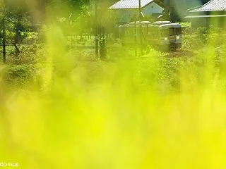 実りの色の中で （岐阜県 高山市）