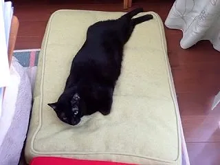 かわいすぎる！