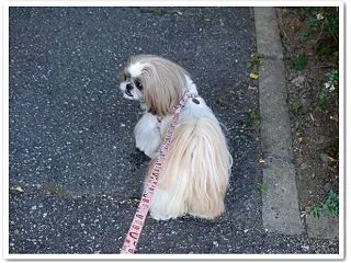 歩いているだけの写真
