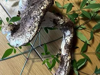 松茸採りに