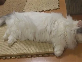 今回の1枚 (367) よく言ったもんだ