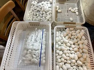 山鹿で大和、山鹿に夢二、栗一色