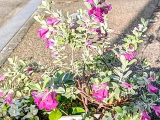 咲いた！