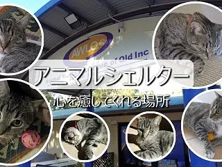 暮らし動画 アニマルシェルターAWLQ