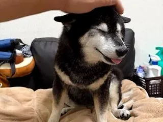 ちゃんと「ワン」とか「クンクン」とか言っ…