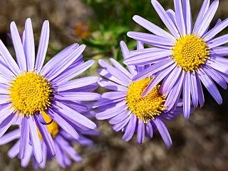 【誕生花】10月16日 紫苑（シオン）の…