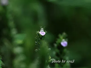 きつねのまご
