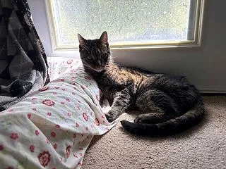 高枕