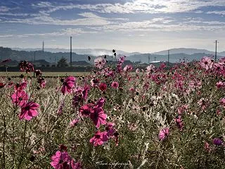 2025年のコスモス No.3 伊賀鉄道…