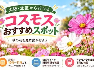 大阪市北区でコスモスを探すなら｜北区内と…