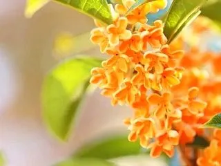 #5132 一歩づつ歩をはこびたりゆふや…