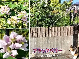 小次郎と春の草花－ブラックベリー－