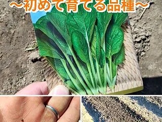秋穫れ葉物も本格スタート！小松菜の種播き…