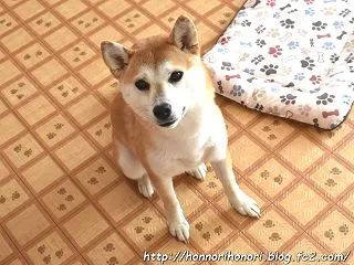 お知らせ。