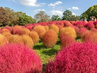 昭和記念公園 ハーブの丘 コキアの様子 …