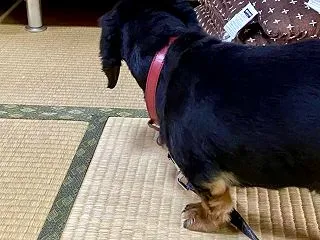 Mダックスフンド♪畳が滑るな～(･･?)