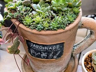 JARDINAGE QUI PLANTE…