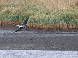 アオサギ