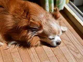 めだかさんの大型角たらい３つを冬眠前リセ…