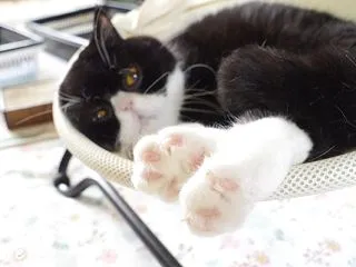 尖がってからだと遅い。。。