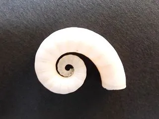 アンモナイトに似た殻