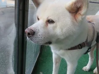 夜鳴き気味なので長めのお散歩で疲れさせて…