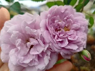 秋バラ満載