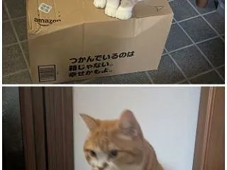 お手柄ニャ！