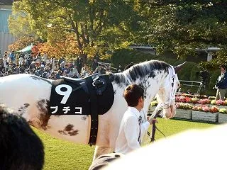 京都開催の秋華賞の過去５年の１着馬５頭の…