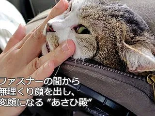 キミは犬だっけ？ ～猫バカ日記