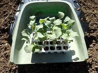 カブ種まき＆第2弾ハクサイ苗植え付け☆葉…