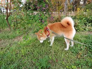 商売上手の思ひででちゅ