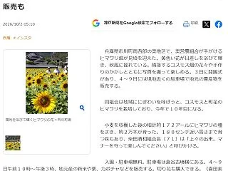 兵庫県市川町 奥地区 ヒマワリ・コスモス