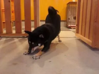首輪を着けたくないのは