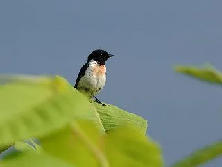 ノビタキ・・・