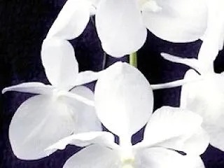 Vanda.coerulea fma.a…