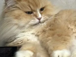 【ラガマフィン編】ココの異変60・・猫で…