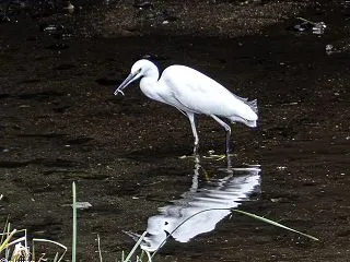 コサギ