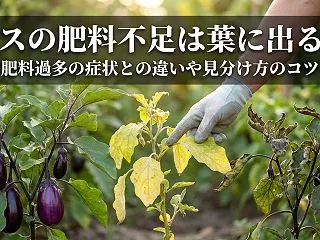 ナスの肥料不足は葉に出る？肥料過多の症状…